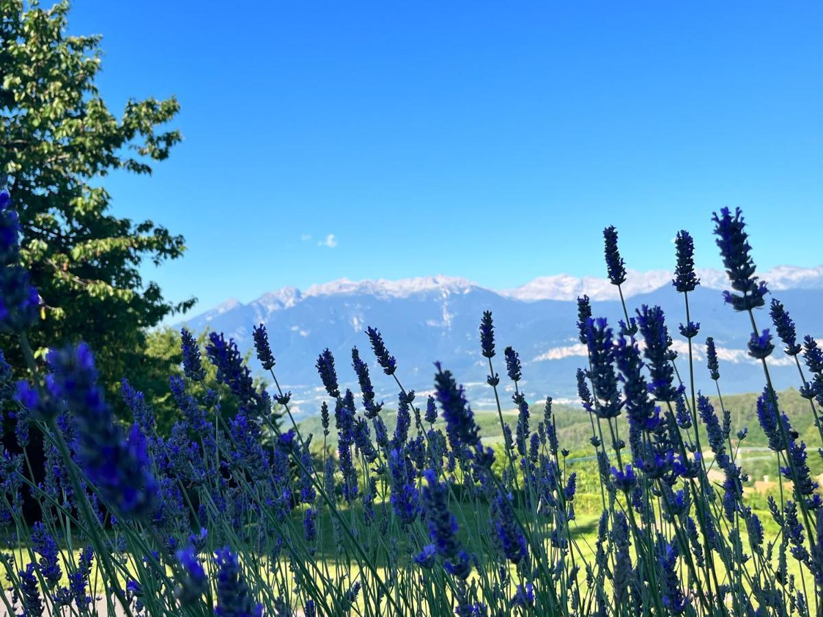 Апартаменты Ciasa Erica - Val Di Non Predaia Экстерьер фото